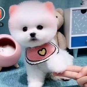 Meet your Posher, Felicia